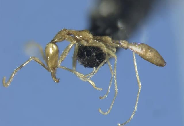 چینٹیوں کی نئی قسم دریافت،سائنسدانوں نے سر پکڑ لئے A new species of ants has been discovered
