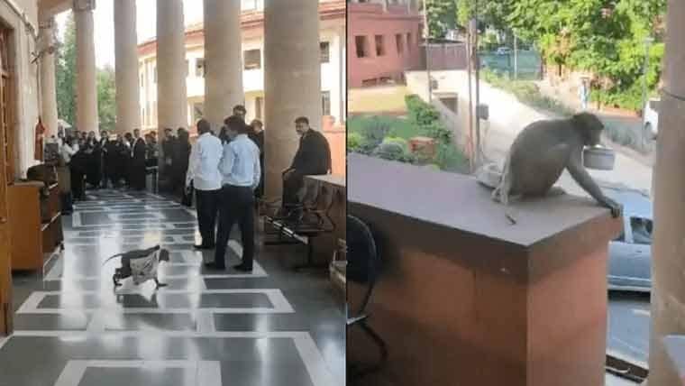 بندروں کا بھارتی سپریم کورٹ پر دھاوا