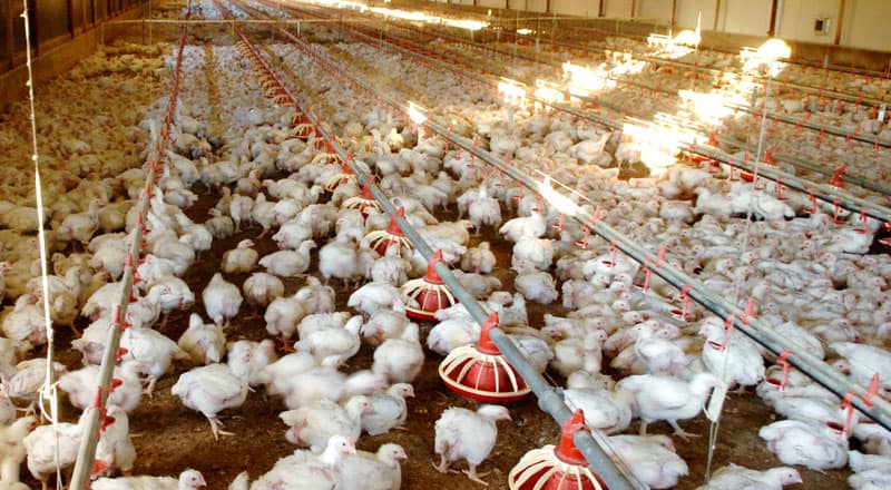 پولٹری ٹریڈرز ایسوسی ایشن کی ہڑتال ختم