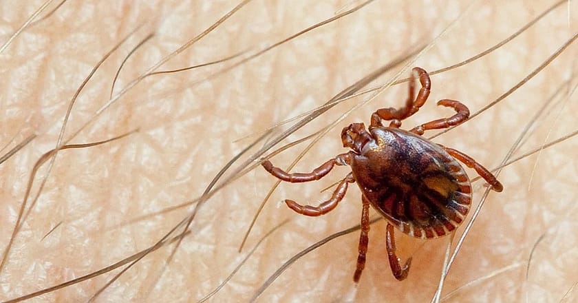 سال کا پہلا کانگو کیس رپورٹ