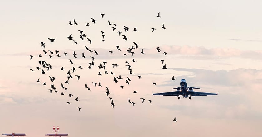 علامہ اقبال ایئرپورٹ پر ہوائی جہاز پر پرندوں کی ٹکر