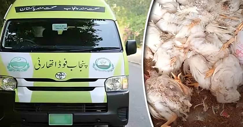 پنجاب فوڈ اتھارٹی کا ایکشن، 1400 کلو مردہ مرغیاں برآمد کر کے تلف کر دیں