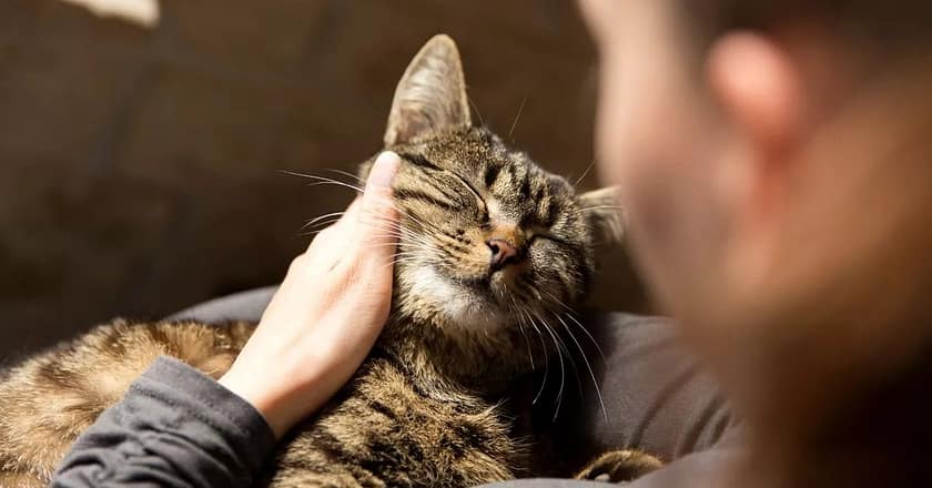 مجھ سے زیادہ اپنی پالتو بلی کا خیال رکھتا ہے،خاتون نے شوہر کے خلاف ہائیکورٹ میں دائر درخواست کردی