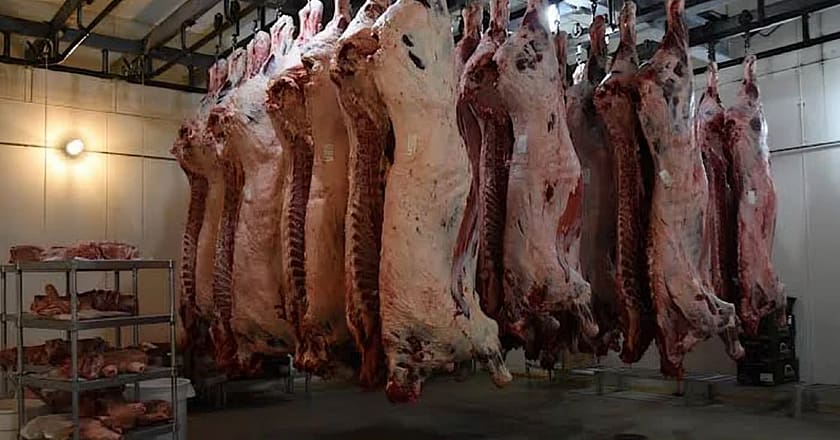 لاہور: 4 گوداموں، رکشہ سے بیمار و مردہ جانور برآمد